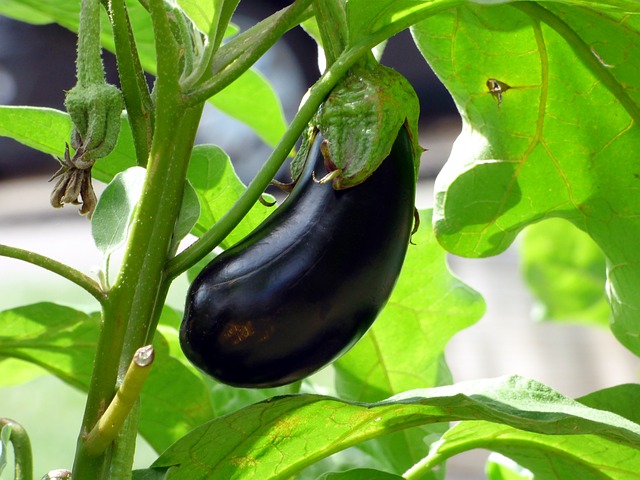 Brinjal Chutney