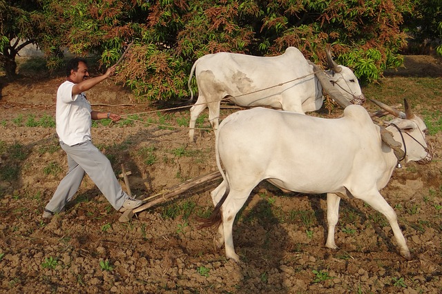 farmer-with-bulls