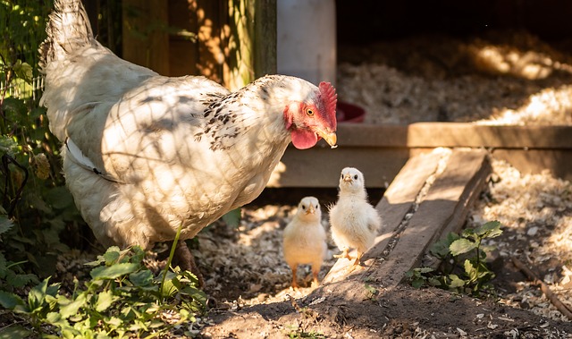 hen-with-chicks