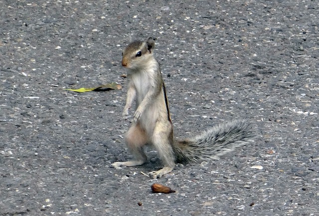 Indian Squirrel