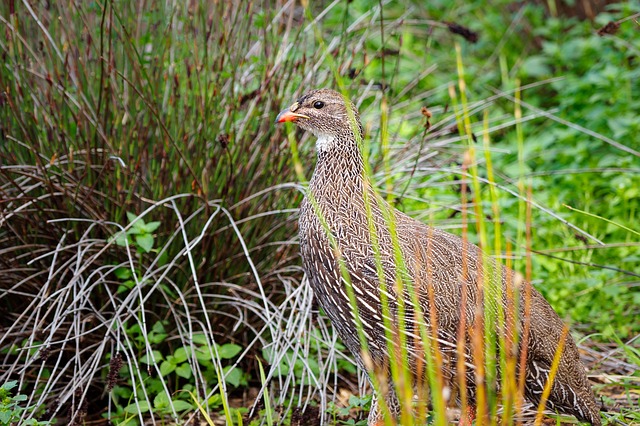 Francolin