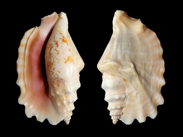 Conch