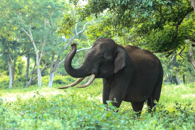 Elephant