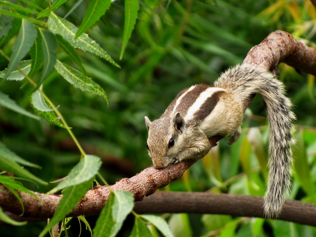 Squirrel