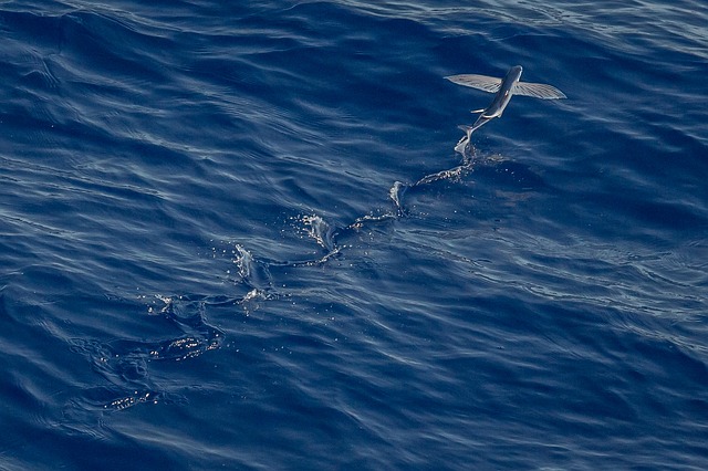 Flying Fish