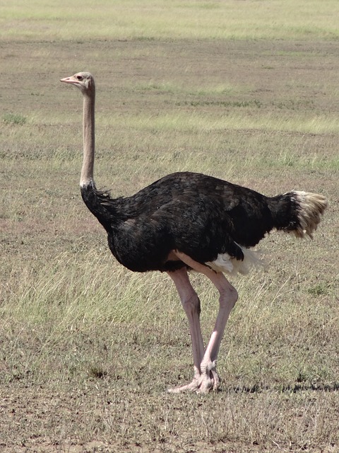 ostrich