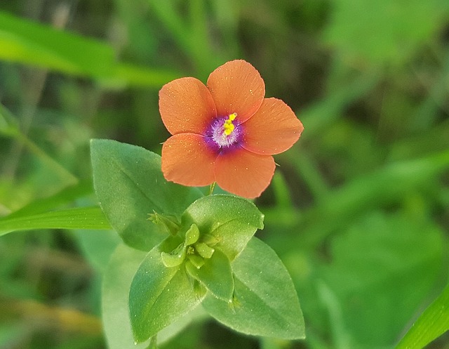 மோப்பக் குழையும் அனிச்சம்