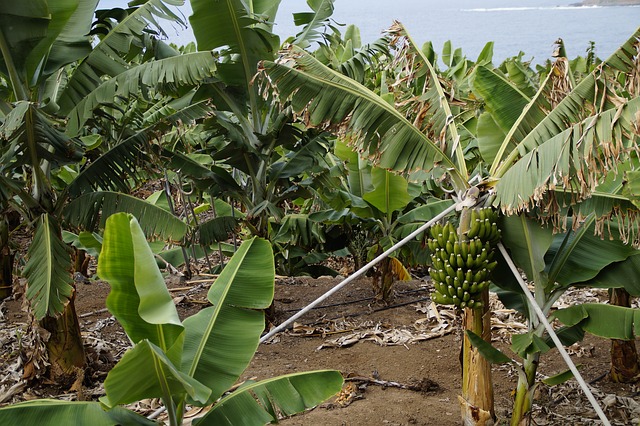 வாழை மரம்