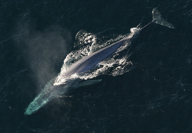 நீலத் திமிங்கலம் (Blue Whale)