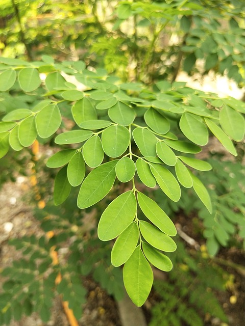 முருங்கைக் கீரைத் துவையல்