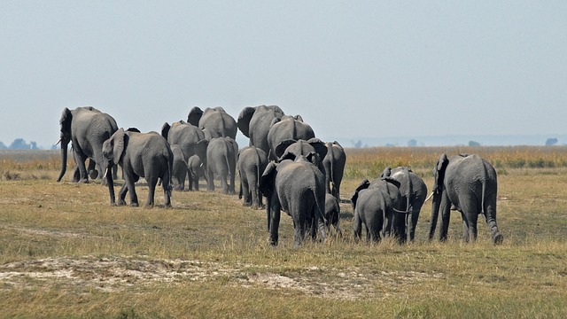 elephant-herd