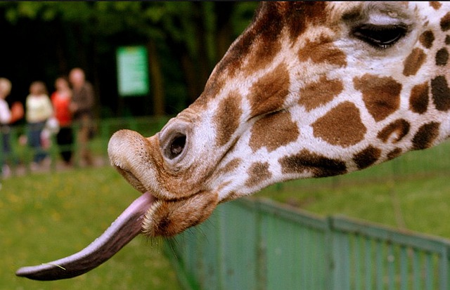 giraffe's tongue