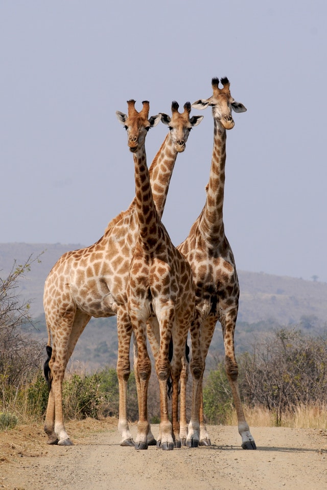 ஒட்டகச்சிவிங்கி - Giraffe