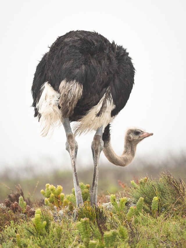 நெருப்புக்கோழி - Ostrich