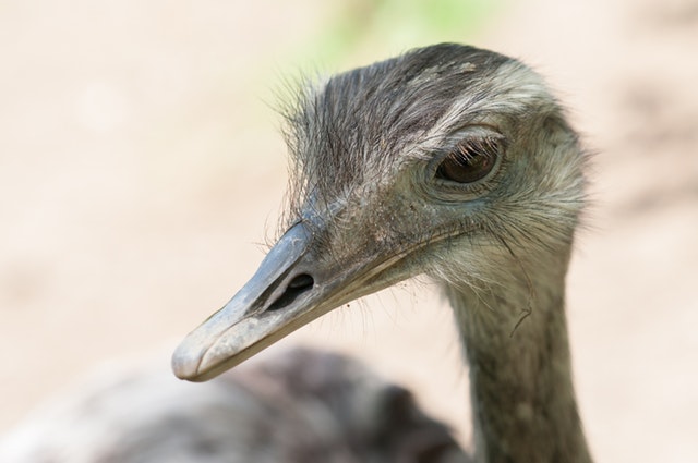 நெருப்புக்கோழி - Ostrich