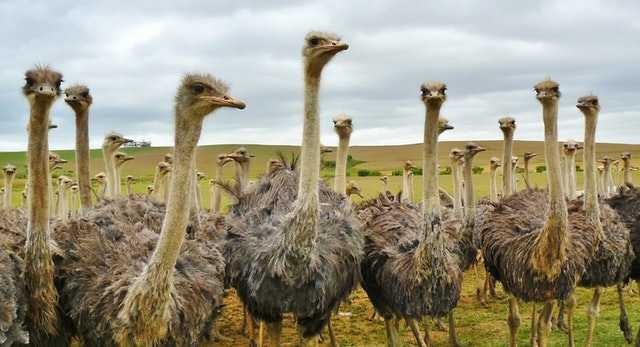 ostriches