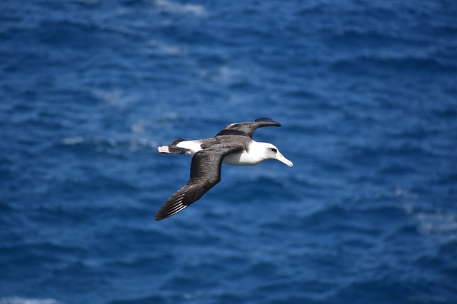 ஆல்பட்ராஸ் (Albatross)