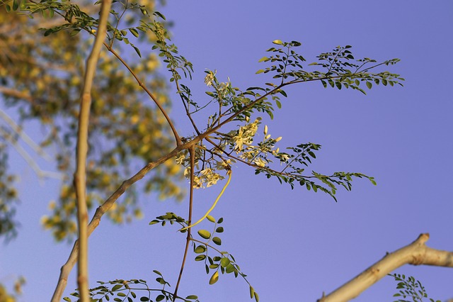 முருங்கைப் பூ கூட்டு