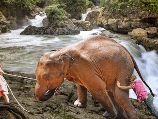 உருவுகண்டு எள்ளாமை