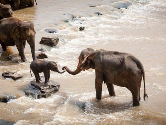 மன்உயிர் ஓம்பி அருள்ஆள்வாற்கு