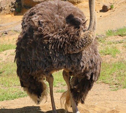 ostrich eggs