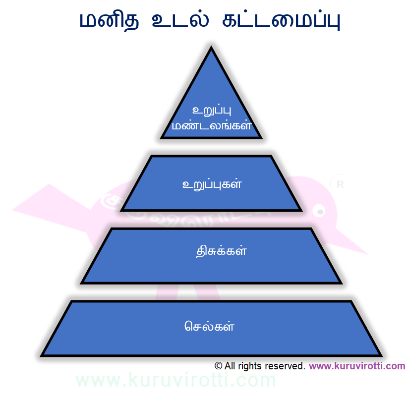 செல் என்றால் என்ன?